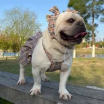 frenchie space shop british glam frenchie dress