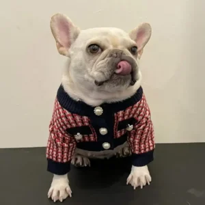 frenchie space shop chic french bulldog sweater