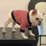 frenchie space shop chic french bulldog sweater