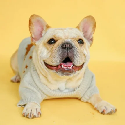 frenchie space shop christmas elk frenchie sweater