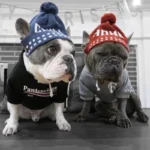 frenchie space shop classic french bulldog hoodie