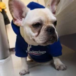 frenchie space shop classic french bulldog hoodie