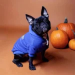 frenchie space shop classic french bulldog hoodie