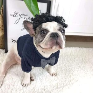 frenchie space shop classvibes french bulldog sweater