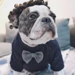 frenchie space shop classvibes french bulldog sweater