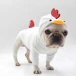 frenchie space shop cockadoodle french bulldog hoodie