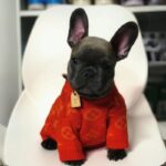 frenchie space shop cozy french bulldog sweater