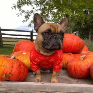 frenchie space shop cozy french bulldog sweater