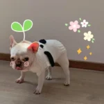 frenchie space shop cozytouch french bulldog sweater