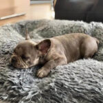 frenchie space shop cuddly donut frenchie bed