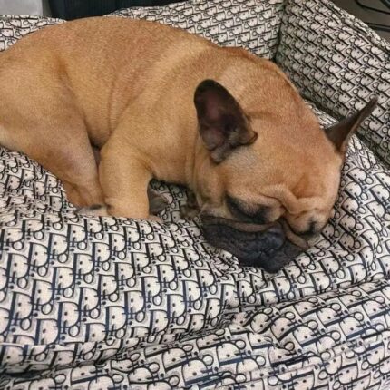 frenchie space shop dogior frenchie bed
