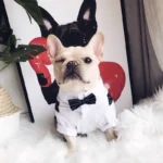 frenchie space shop elegantsuit french bulldog shirt