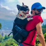 frenchie space shop french bulldog mesh carrier