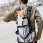 frenchie space shop french bulldog mesh carrier