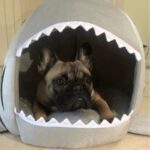 frenchie space shop french bulldog shark bed