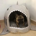 frenchie space shop french bulldog shark bed