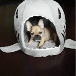 frenchie space shop french bulldog shark bed