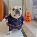 frenchie space shop frenchielice french bulldog costume