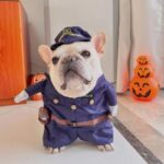 frenchie space shop frenchielice french bulldog costume