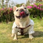 frenchie space shop frendi french bulldog harness leash