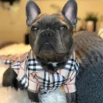 frenchie space shop furberry french bulldog shirt