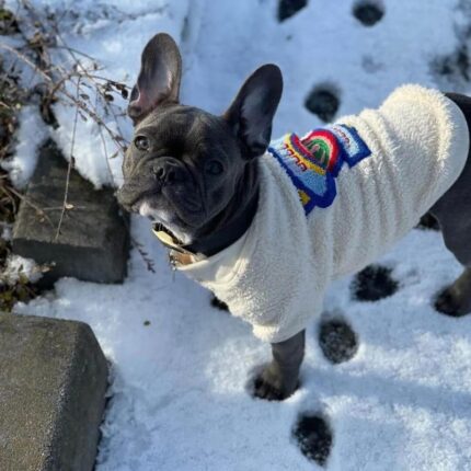 frenchie space shop fuzzucci french bulldog sweater