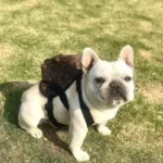 frenchie space shop glam french bulldog backpack