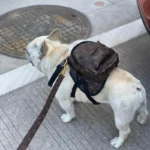 frenchie space shop glam french bulldog backpack