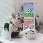 frenchie space shop glam french bulldog dress