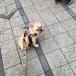 frenchie space shop glampaw french bulldog harness