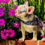 frenchie space shop glampaw french bulldog harness