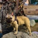 frenchie space shop glampaw french bulldog harness