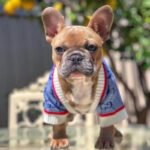 frenchie space shop glamvibes french bulldog cardigan