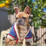 frenchie space shop glamvibes french bulldog cardigan