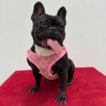 frenchie space shop haute french bulldog harness