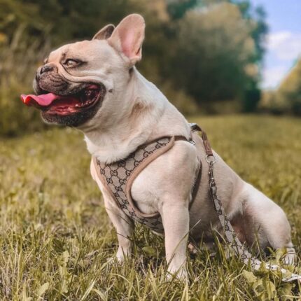 frenchie space shop haute french bulldog harness