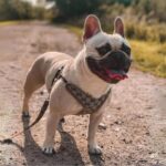 frenchie space shop haute french bulldog harness