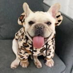 frenchie space shop leopard french bulldog hoodie