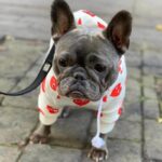 frenchie space shop lovelygremlin french bulldog hoodie