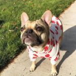 frenchie space shop lovelygremlin french bulldog hoodie