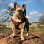 frenchie space shop luxpaws french bulldog harness