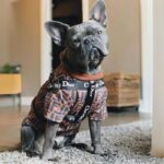 frenchie space shop luxury french bulldog harness