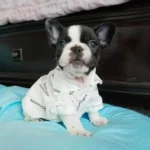 frenchie space shop luxury french bulldog shirt