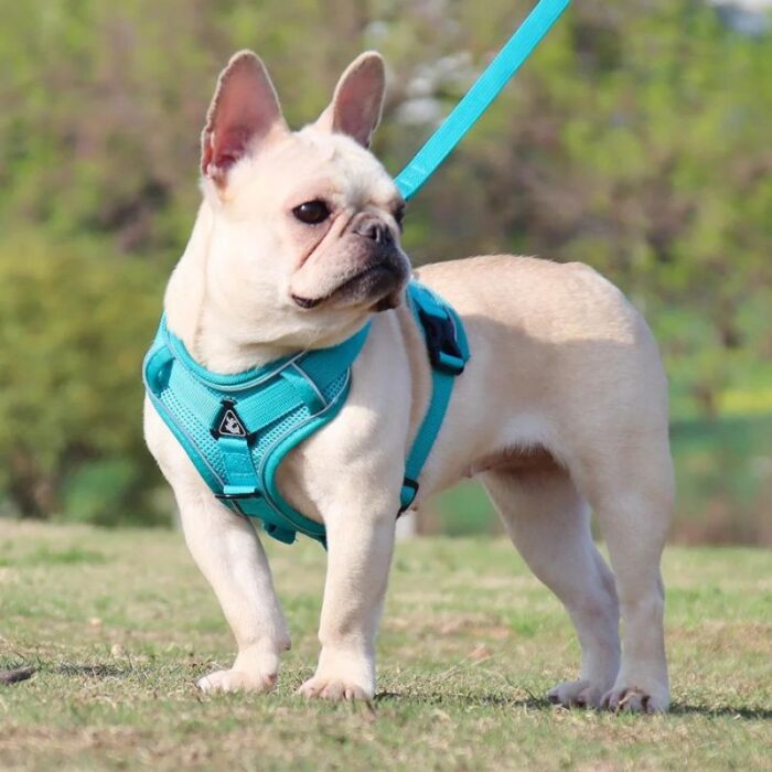 frenchie space shop mesh french bulldog harness leash