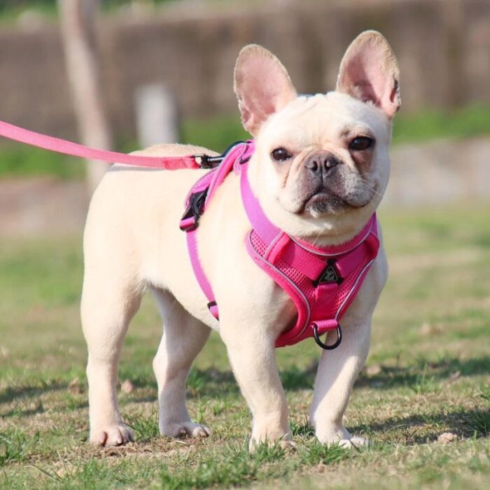 frenchie space shop mesh french bulldog harness leash