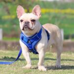 frenchie space shop mesh french bulldog harness leash