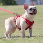 frenchie space shop mesh french bulldog harness leash