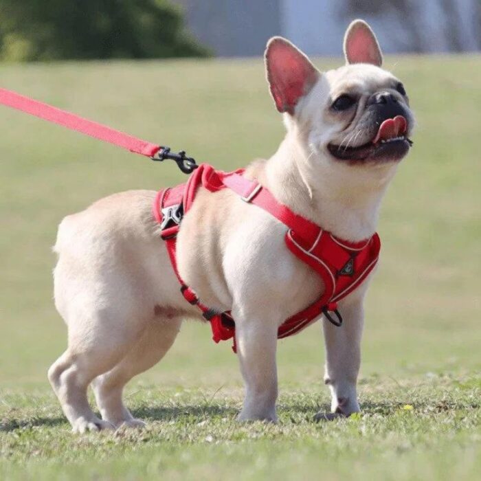 frenchie space shop mesh french bulldog harness leash