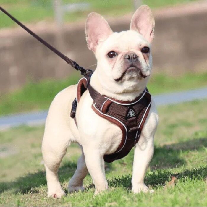 frenchie space shop mesh french bulldog harness leash
