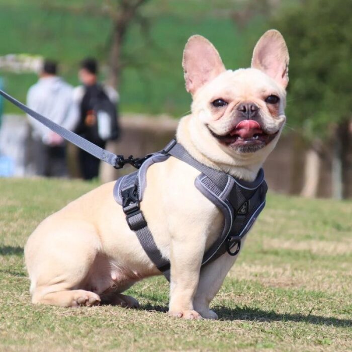 frenchie space shop mesh french bulldog harness leash